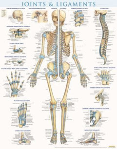 JOINTS & LIGAMENTS
